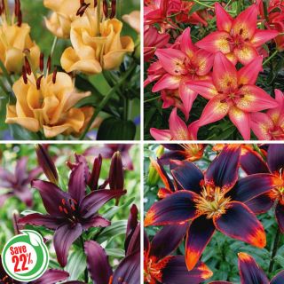 Asiatic Lily Collection Thumbnail